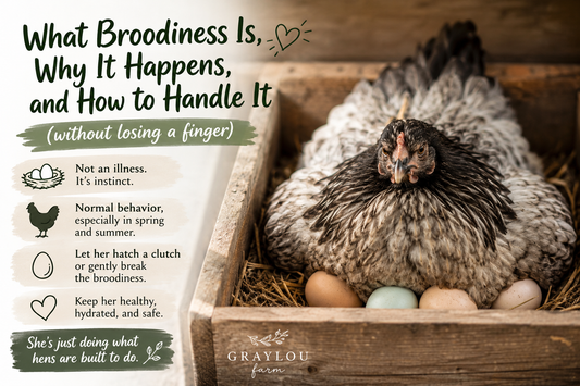 Why Is My Hen Acting Like a Velociraptor? A Guide to Broody Chickens