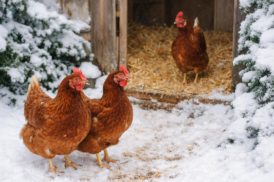Winter Storm Watch ( Caring for your chickens)