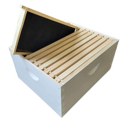 10-Frame Completed, Deep 9 5/8-inch Box with Frames and Foundation