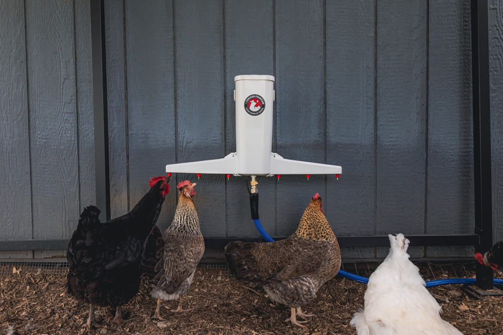 The Chicken Fountain®