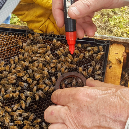 POSCA Queen Marking Pen | Beekeeping Queen Marker