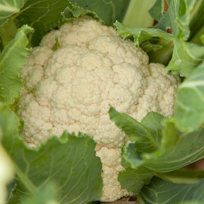 Snowball Cauliflower Seeds (Organic)